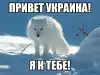 Политика Украины повстречала пушного зверя (песец белый) песец белый