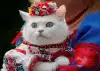 Незалежная — шоу трансвеститов