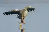 Хербст крепчал … (американская курица) американская курица