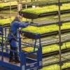 Мир ближайшего будущего: промышленные фермы и запрещённый бензин
