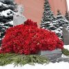 65 лет со дня смерти СТАЛИНА (8000 гвоздик товарищу Сталину) 8000 гвоздик товарищу Сталину