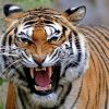 Однажды тигру это может надоесть