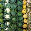 БАДы для красивой фигуры: подробный обзор