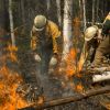 В Госдуме признали: черные дельцы выжигают сибирскую тайгу