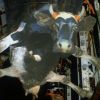 Голос Мордора: Украинская корова в бомболюке