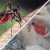 Биологическая война: Пентагон, насекомые и вакцинация