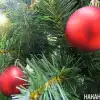 Регионы начали отменять новогодние мероприятия и фейерверки (Фото: Накануне.RU) Фото: Накануне.RU