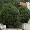 Туи крупномеры (Туи в парке на Кавминводах) Туи в парке на Кавминводах