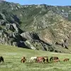 Жители Алтая опасаются за свою землю из-за ликвидации сельских поселений (Фото: пресс-служба РМК / Александр Евтеев) Фото: пресс-служба Р…