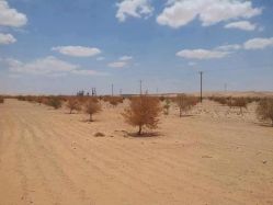 Ливия.. Долина Аллод проект среди Apunjam и Jufrah содержит десятки тысяч деревьев, посаженных несколько лет назад, чтобы остановить ползучее опустынивание. Ливия.. Долина Аллод…