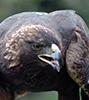 Беркут – самый крупный орел