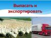 Выпасать и экспортировать