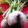 Битва за продуктовую независимость. Первые результаты (фото)