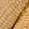Токсины ГМО Monsanto обнаружены у 93% беременных женщин.