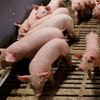 Евросоюз ввел санкции, а платит Франция