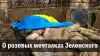 О розовых мечталках Зеленского