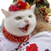 Бастард политического коронавируса головного мозга в Украине