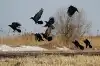 А воронье все каркает (А воронье все каркает…) А воронье все каркает…