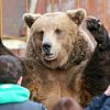 Sina (Китай): почему русские 'сильные, словно медведи'? (Бурый медведь в зоопарке города Калининграда | © РИА Новости, Игорь Зарембо) Бурый медведь в зооп…