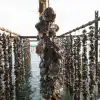 Отборные крымские морепродукты потеснят чилийские и норвежские на рынке РФ (Скриншот-01-11-2024-180412) Скриншот-01-11-2024-180412