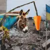 Очередная морковка от Зеленского. От 'формулы мира' через 'план победы' к 'культурному суверенитету' (© Украина.ру / Коллаж: осел с морковкой, война, разрушения) © Украина.ру / Колла…