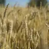 Уборка началась: ожидания на старте (Урожай. Пшеница. Фото: Дарья Ильина © REX) Урожай. Пшеница. Фот…