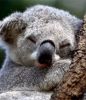 Высокоточные бюджетные коалы (коалы) коалы