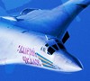 Удары по объектам ИГИЛ нанесли самолеты Дальней авиации ВКС России