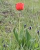 Саур-Могила. Вечно помнить подвиг Героев… (фото)